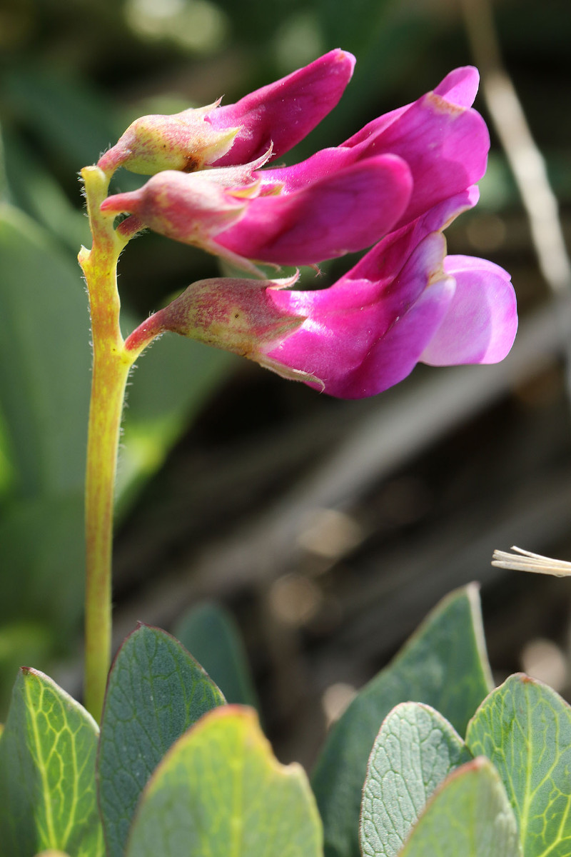 16_Lathyrus_maritimus_Strand_Platterbse_3026.jpg