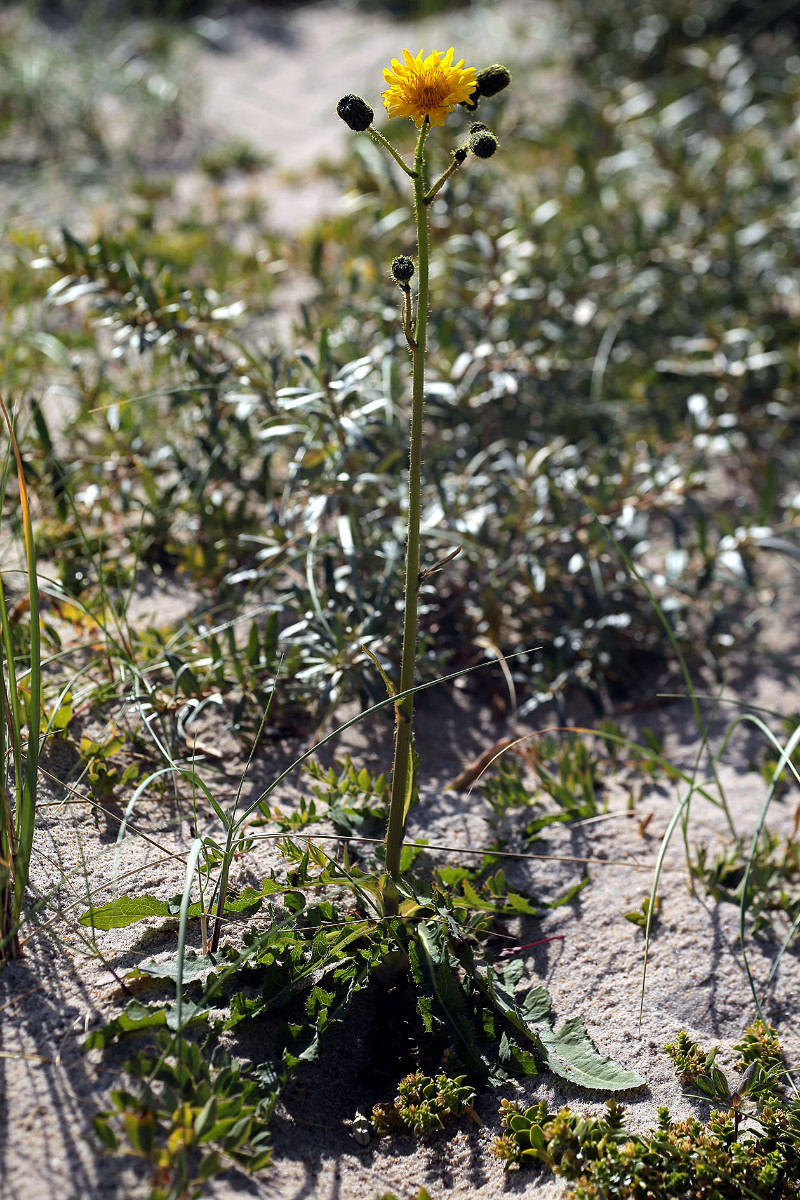 17_Sonchus_arvensis_ssp_arvensis_Gewoehnliche_Acker_Gaensedistel_3495.jpg