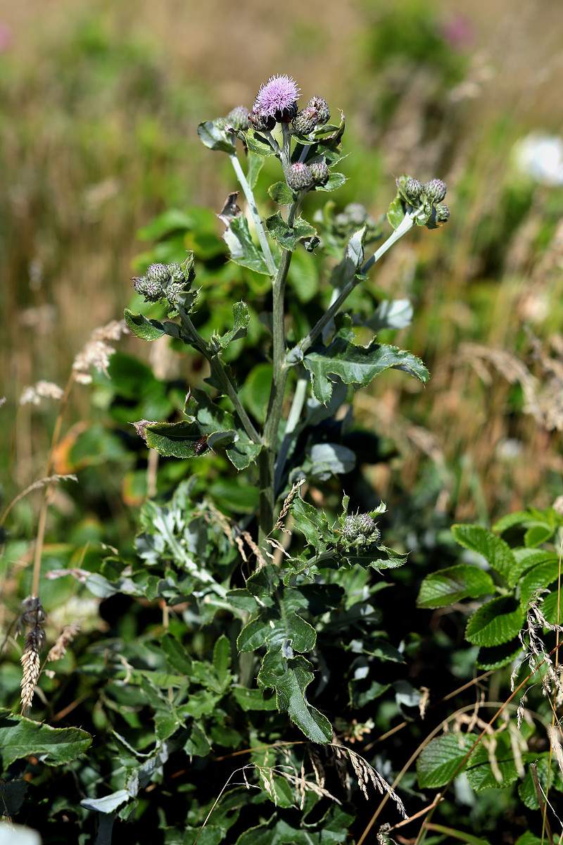 19_Cirsium_arvense_Acker_Kratzdistel_3339.jpg