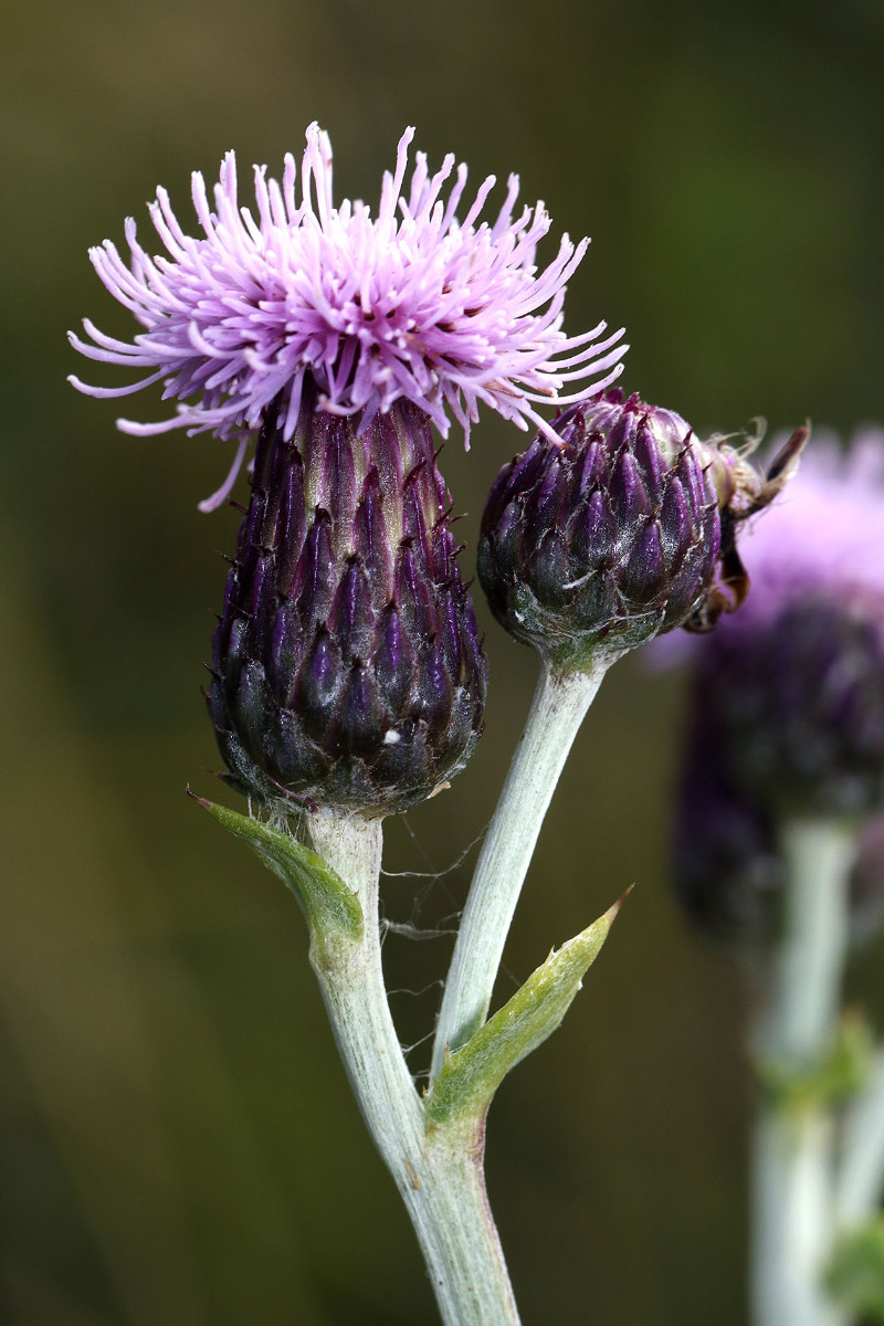 20_Cirsium_arvense_Acker_Kratzdistel_2887.jpg