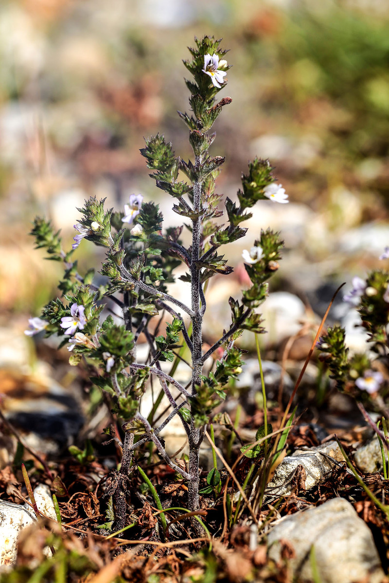 21_Euphrasia officinalis ssp pratensis_2987.jpg