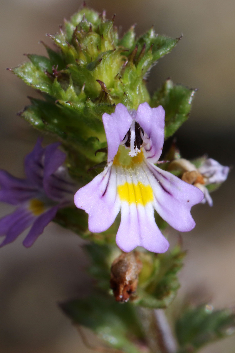 22_Euphrasia officinalis ssp pratensis_2986.jpg