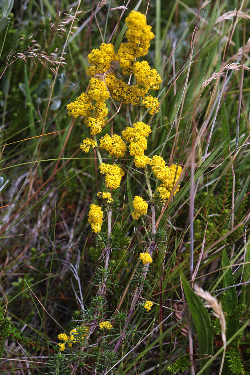 23_Galium_verum_Echtes_Labkraut_3400.jpg