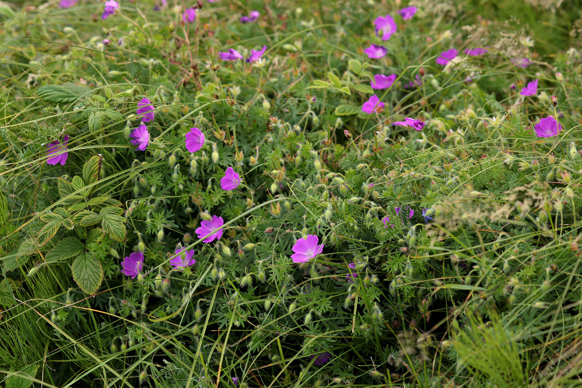 33_Geranium_sanguineum_Blutroter_Storchschnabel_3404.jpg