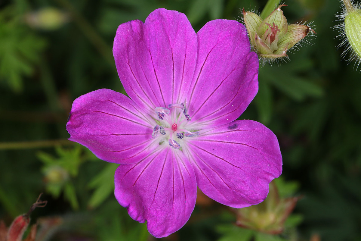 34_Geranium_sanguineum_Blutroter_Storchschnabel_2878.jpg