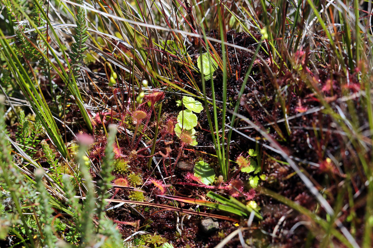 mit Hydrocotyle vulgaris (vielen Dank an Botanix für die Bestimmung!)