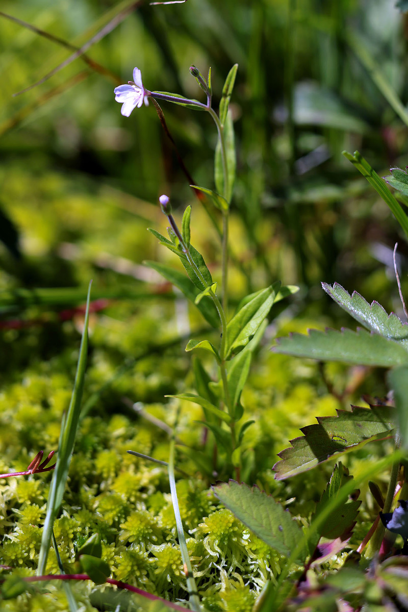 36_Epilobium_nutans_Nickendes_Weidenroeschen_3365.jpg