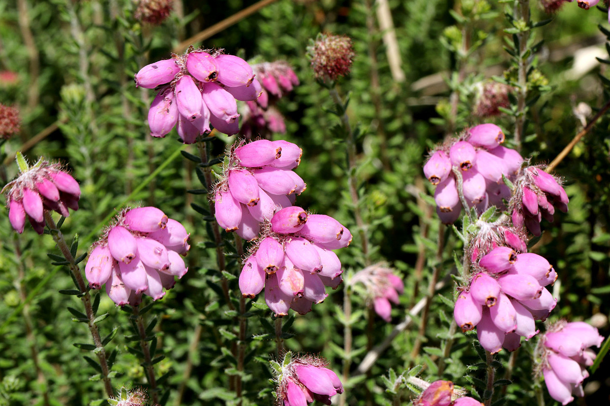 38_Erica_tetralix_Glocken_Heide_2843.jpg