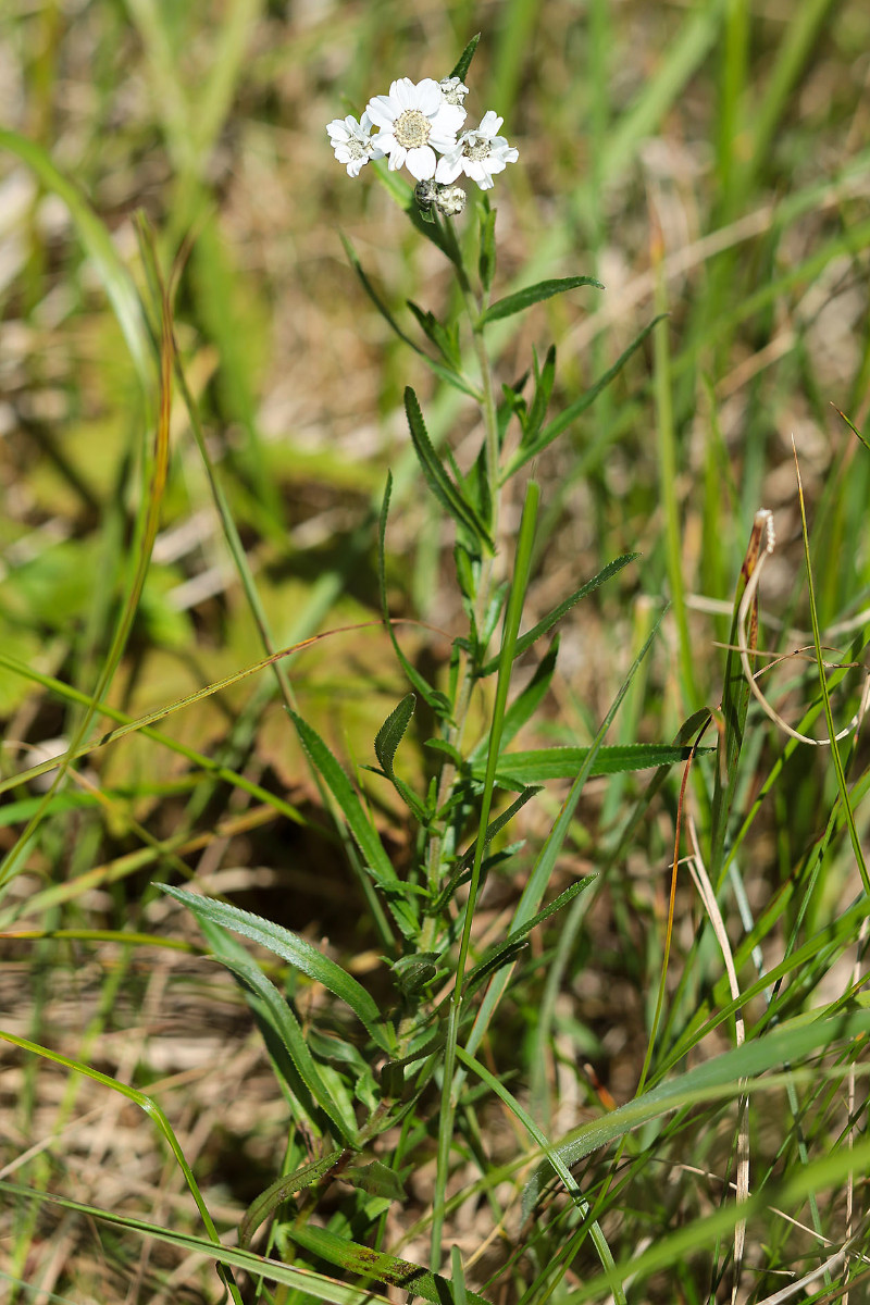 40_Achillea_ptarmica_Sumpf_Garbe_3368.jpg