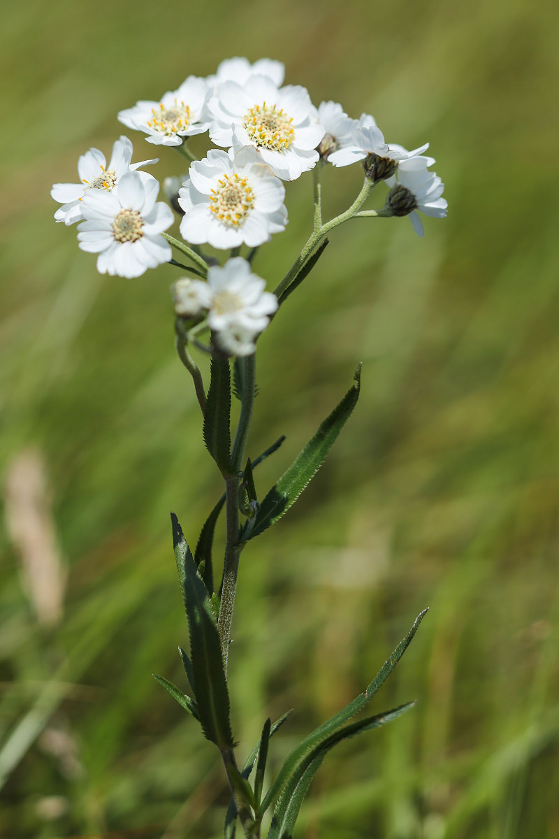 41_Achillea_ptarmica_Sumpf_Garbe_3381.jpg