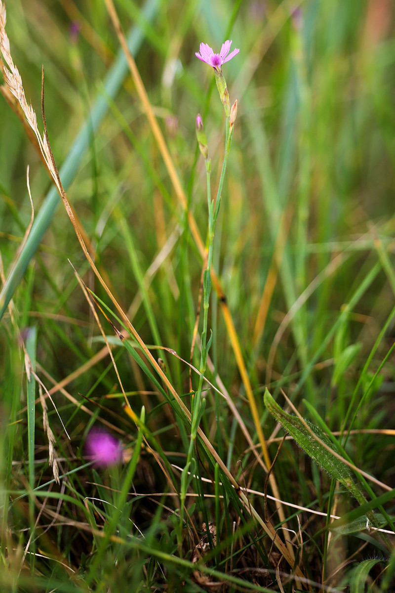 25_Dianthus_deltoides_Heide_Nelke_3432.jpg