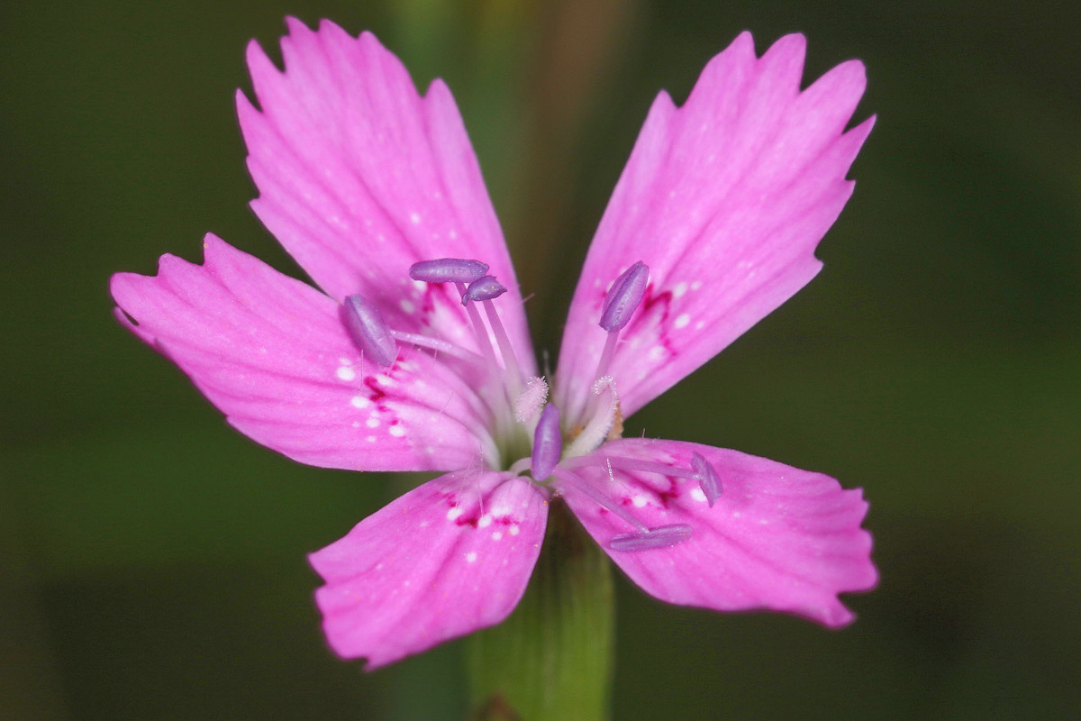 26_Dianthus_deltoides_Heide_Nelke_2946.jpg