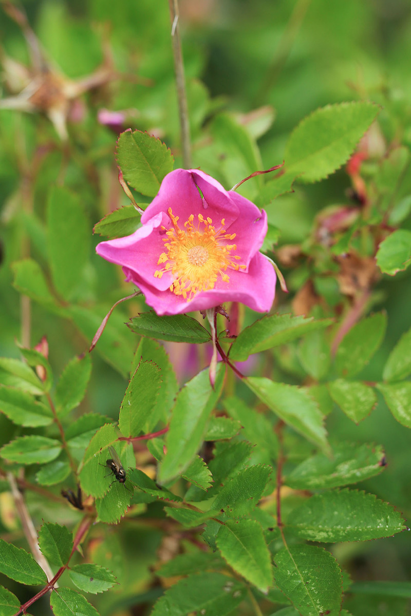 31_Rosa_virginiana_Virginische_Heckenrose_2972.jpg