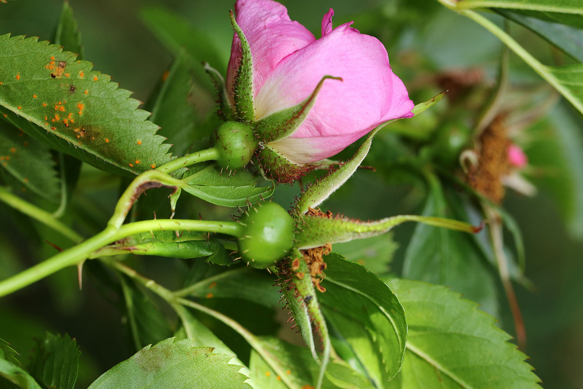 32_Rosa_virginiana_Virginische_Heckenrose_2957.jpg