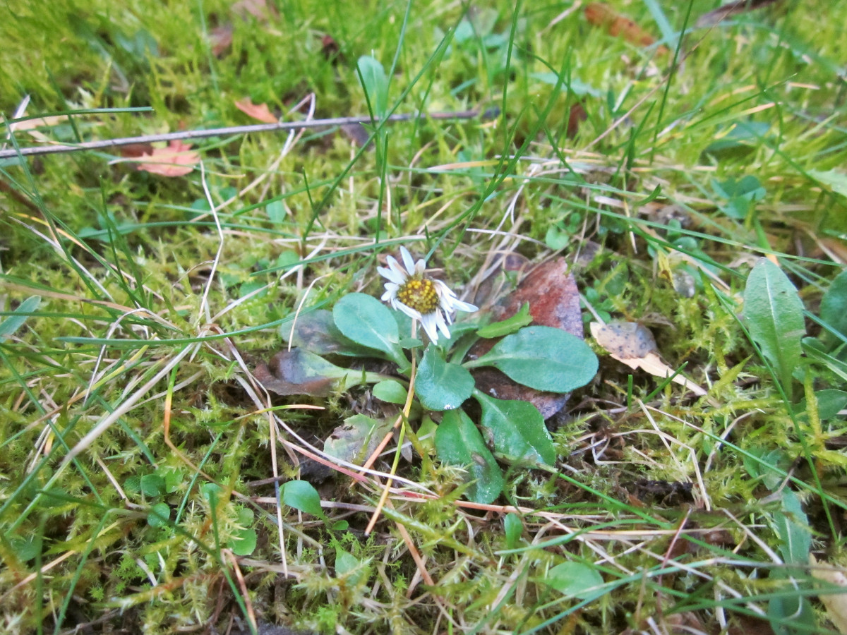 Bellis perennis auf einer Wiese hinterm Haus