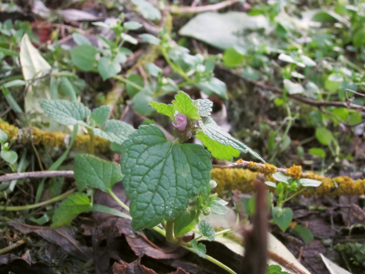 Lamium purpureum (doch nicht Ballota nigra) durch den Gartenzaun entdeckt