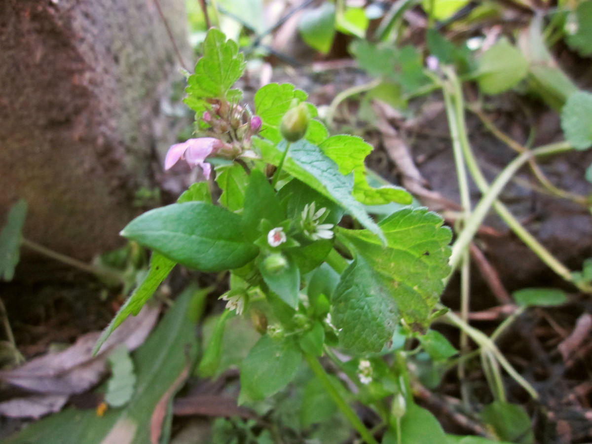 Bukett von Lamium purpureum und Stellaria media