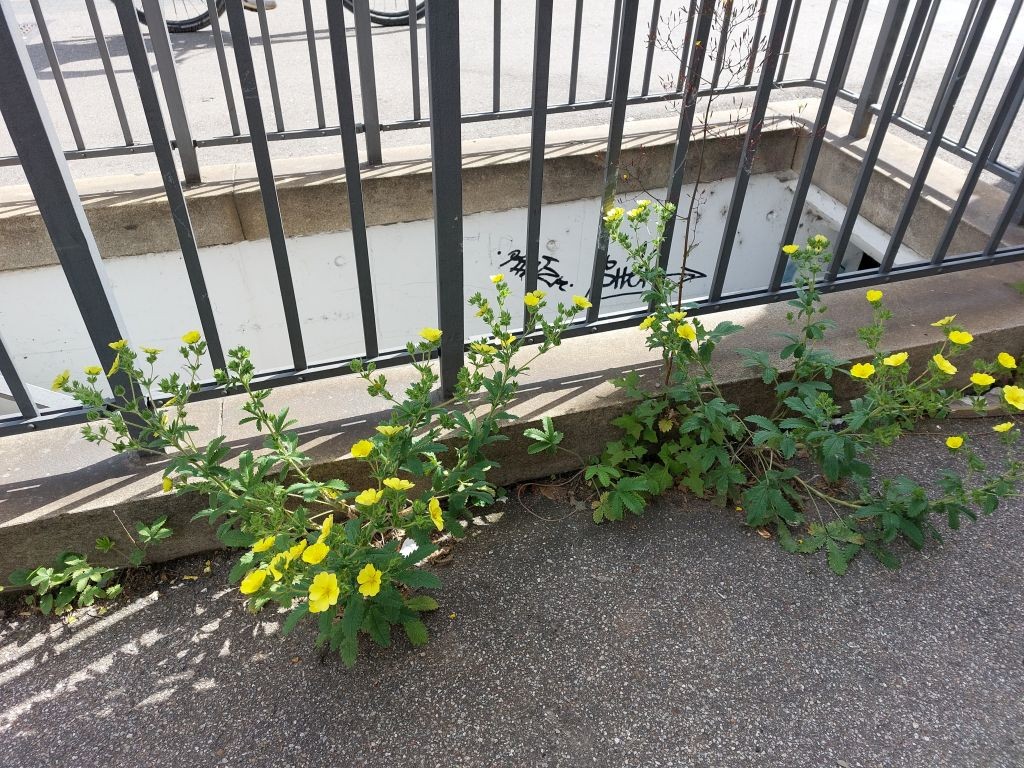 2022-05-30_Potentilla recta ssp obscura 1_Augsburg.jpg