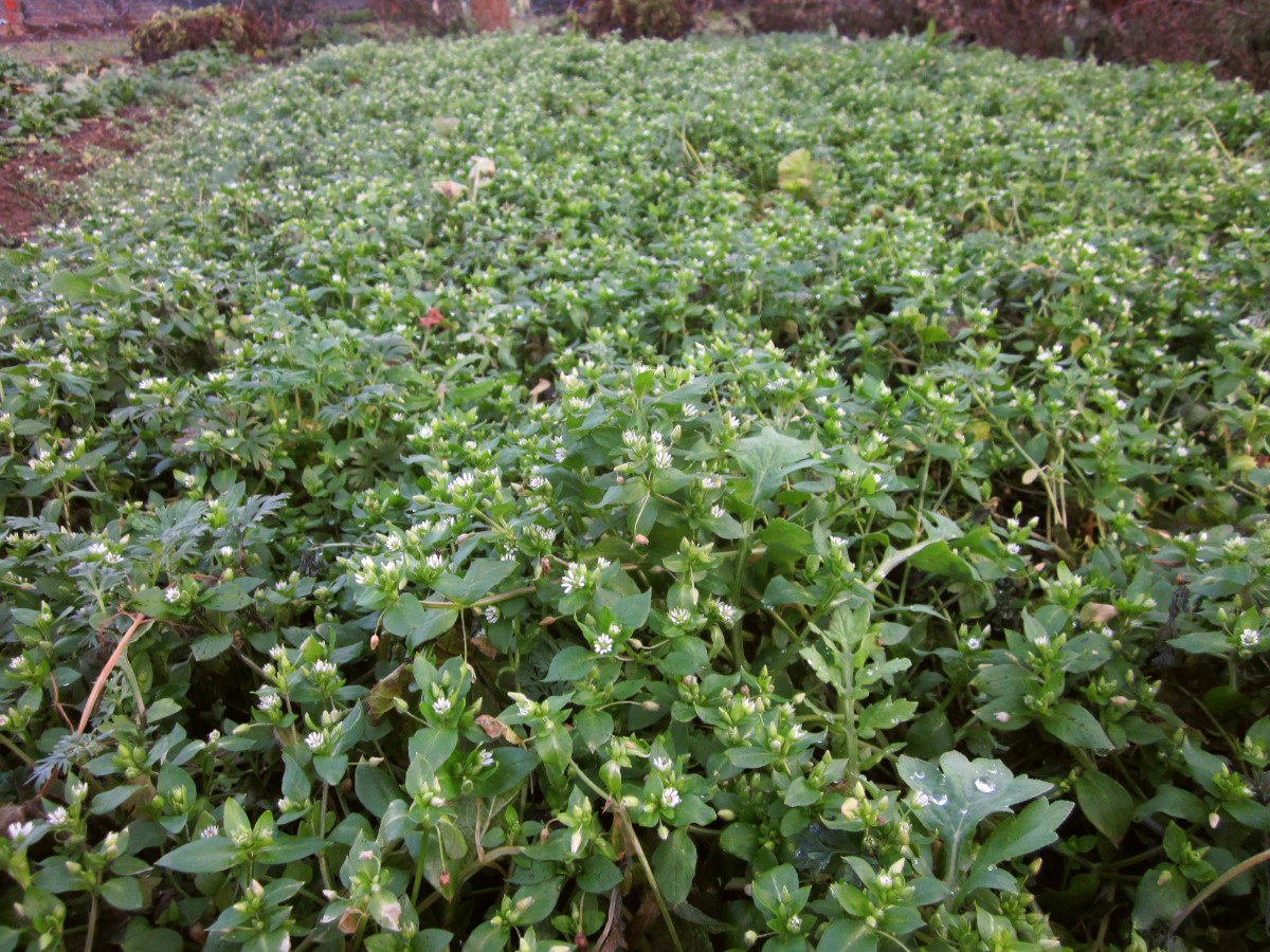 Gartenbeet komplett voller Vogelmiere