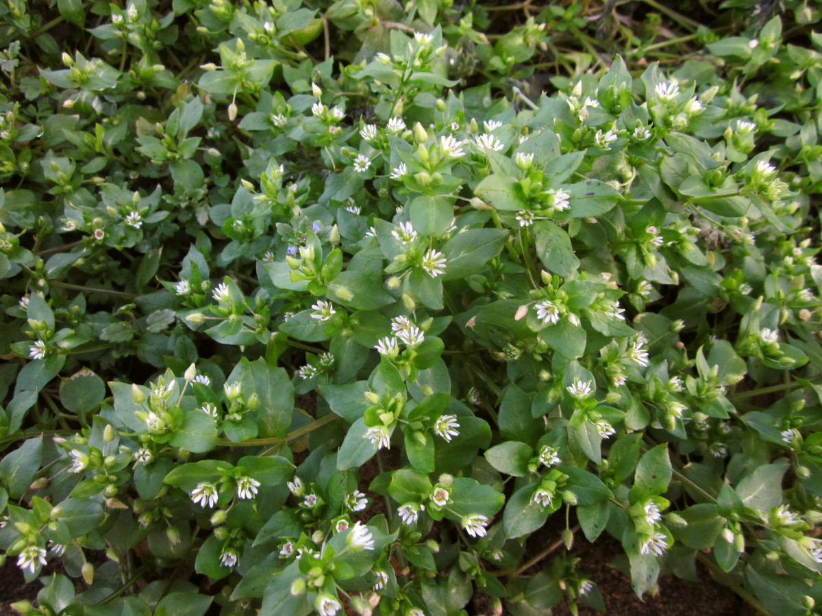 Vogelmiere, Stellaria media in voller Pracht