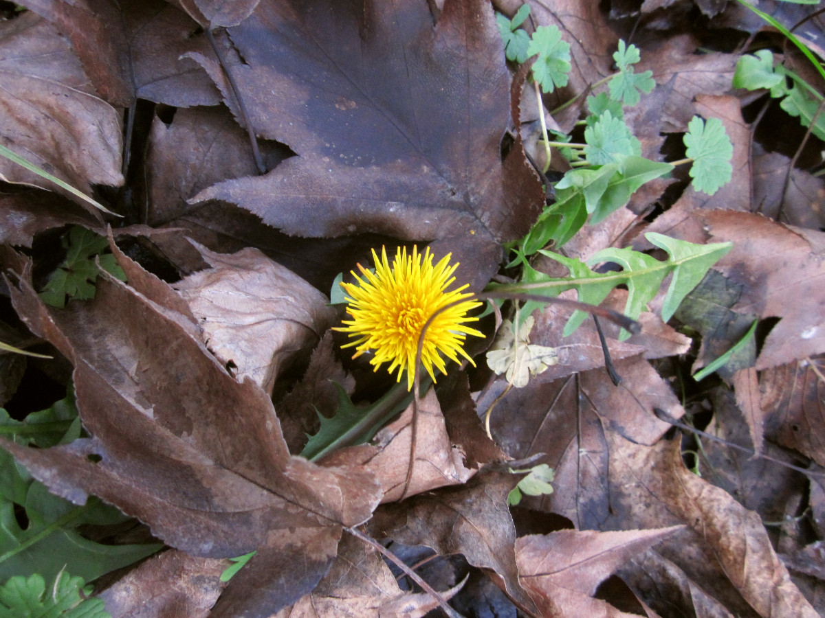 einsamer Löwenzahn (Taraxacum sect. Ruderalia; früher Taraxacum officinale L.) am Wiesenrand