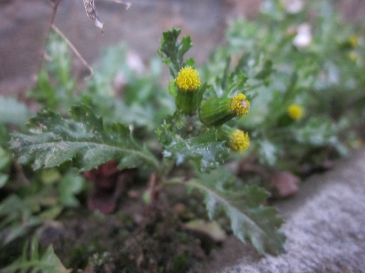 Gewoehnliches Kreuzkraut Blüte im Detail