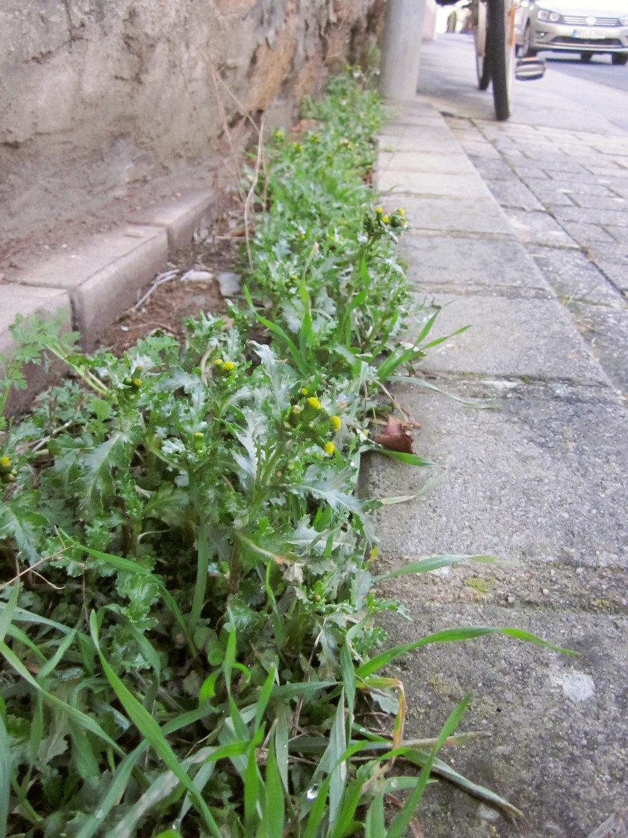 eine ganze Reihe Senecio vulgaris, Gewoehnliches Kreuzkraut zwischen Hausmauer und Gehweg