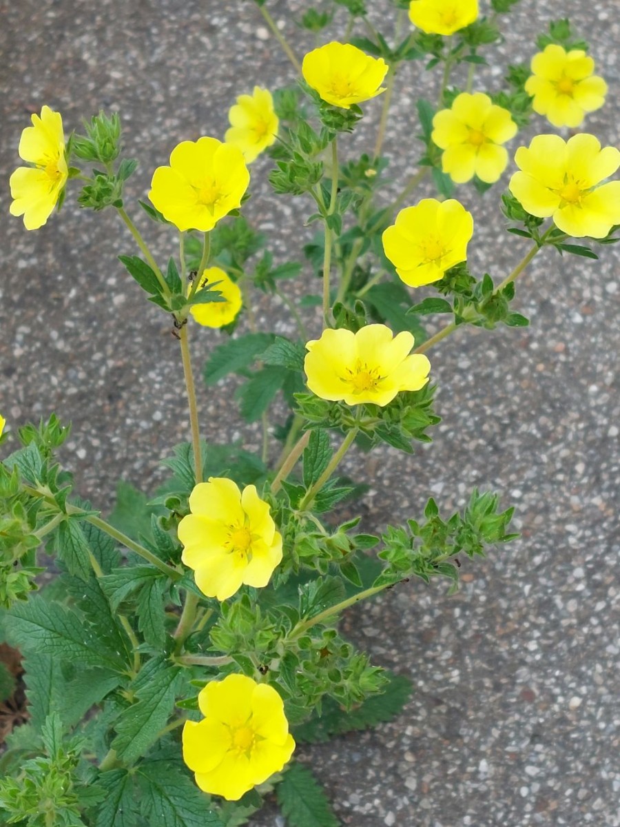 2022-05-30_Potentilla recta ssp obscura 3_Augsburg.jpg