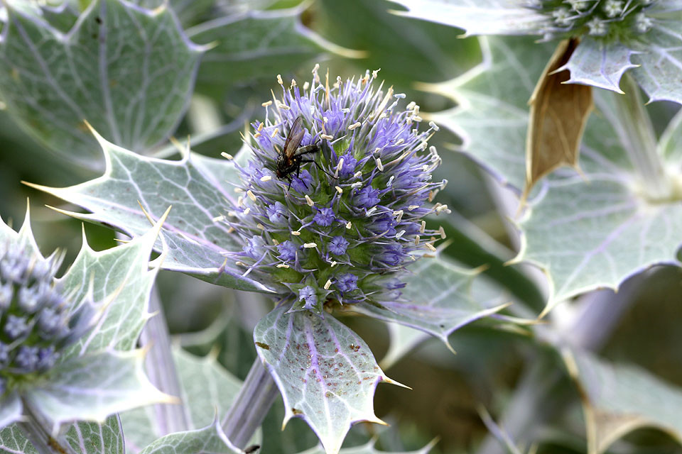 02_Eryngium_maritinum_Strand_Mannstreu_3507.jpg