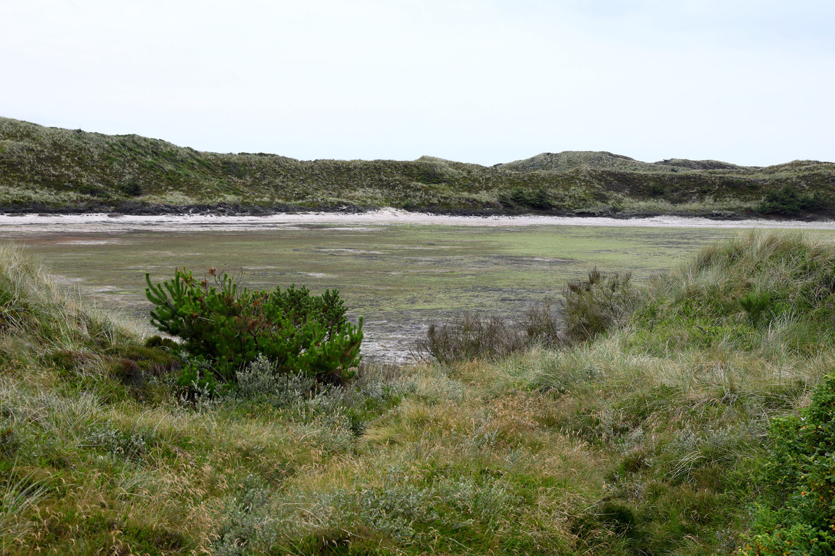 Ausgetrockneter See mit interessanter Flora am Seegrund. Offenbar scheint der See regelmäßig auszutrocknen.