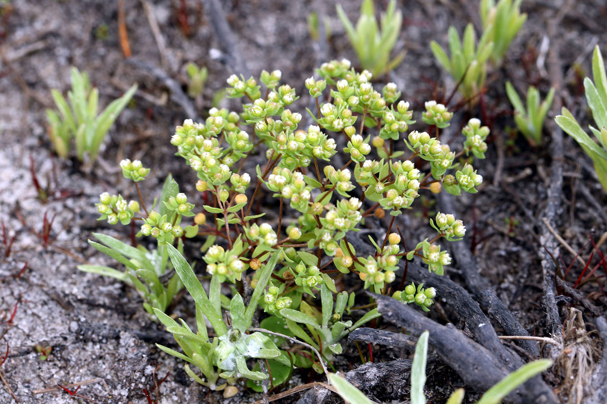 Korrektur: Radiola linoides, Zwergflachs (Vielen Dank an Botanix für die Berichtigung!)