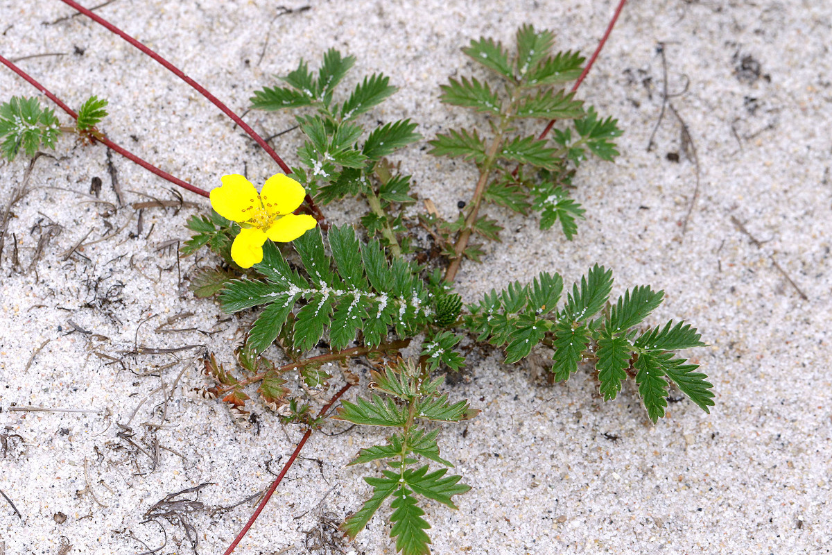 10_Potentilla_anserina_Gaense_Fingerkraut_3636.jpg