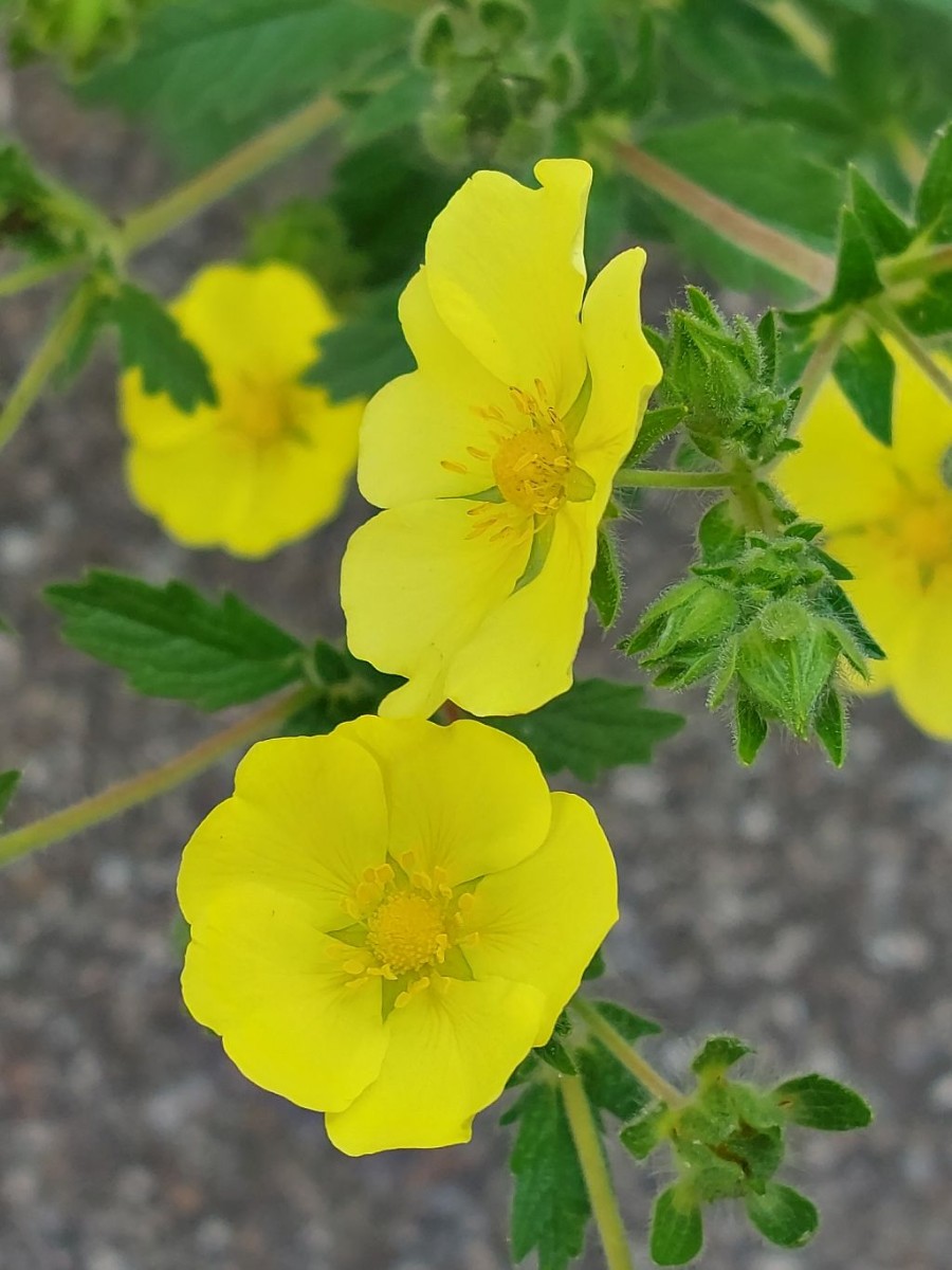 2022-05-30_Potentilla recta ssp obscura 5_Augsburg.jpg