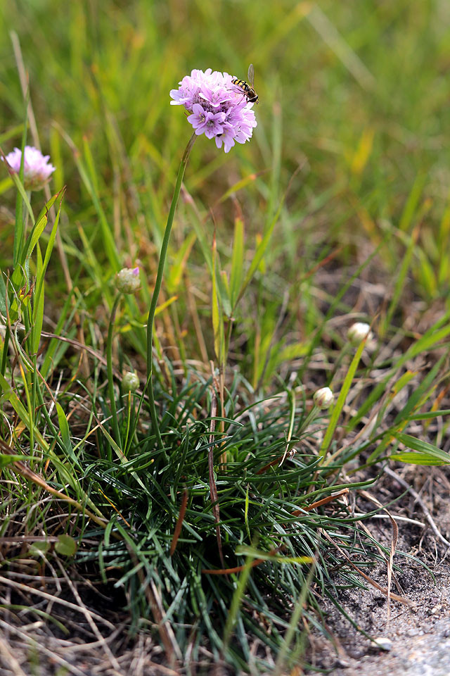 16_Armeria_maritima_ssp_maritima_Strand_Grasnelke_3787.jpg