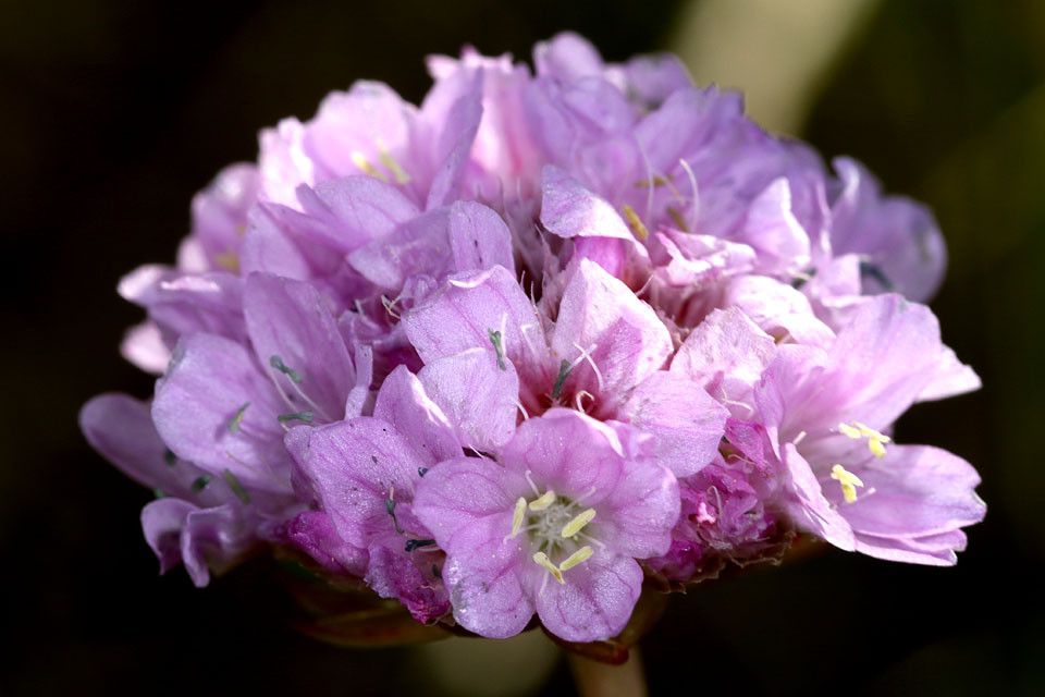 17_Armeria_maritima_ssp_maritima_Strand_Grasnelke_3133.jpg