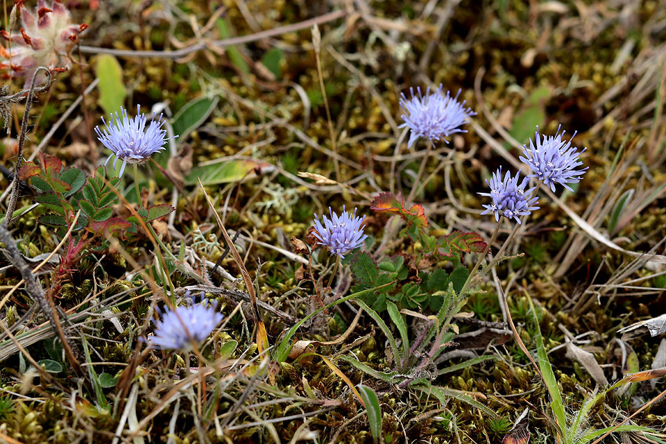 19_Jasione_montana_Berg_Sandgloeckchen_3759.jpg