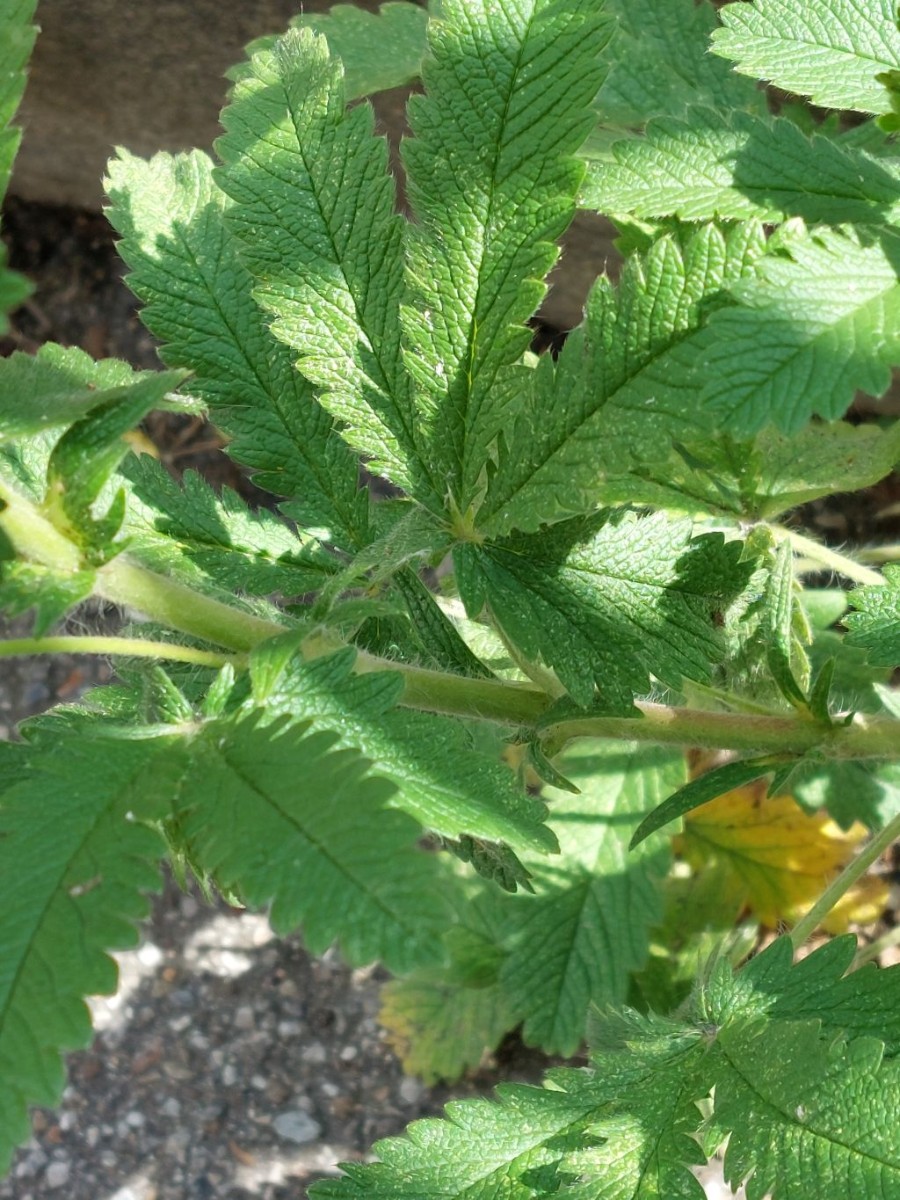 2022-05-30_Potentilla recta ssp obscura 7_Augsburg.jpg