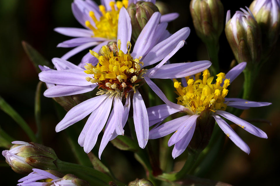 Aster_tripolium_Strand_Aster_3416.jpg