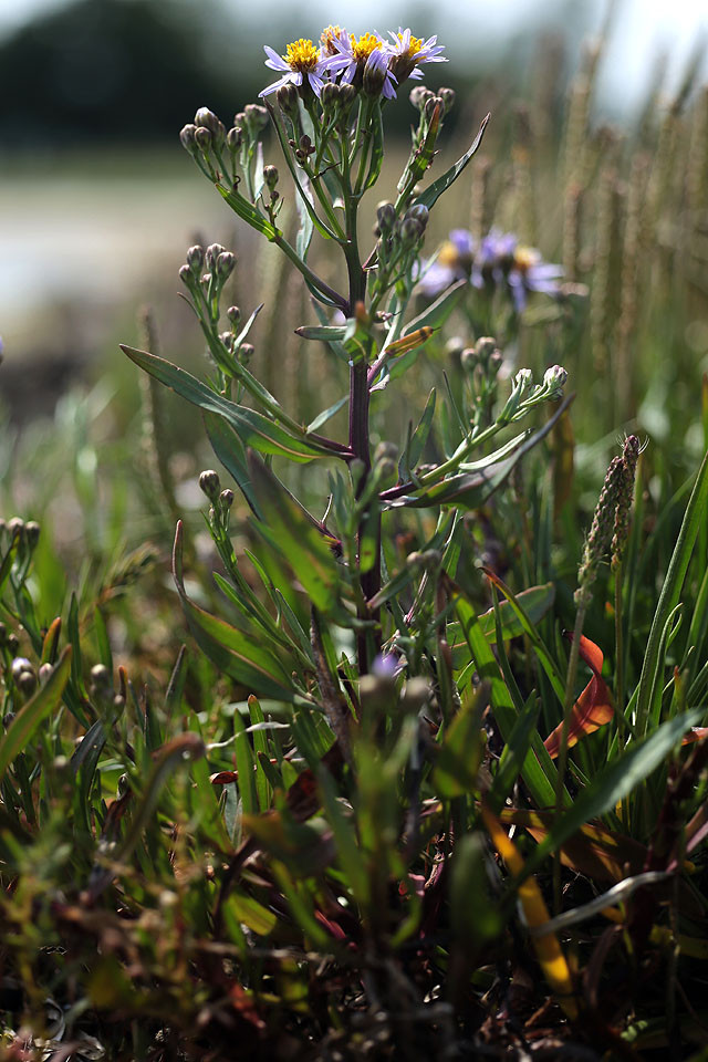 Aster_tripolium_Strand_Aster_3714.jpg