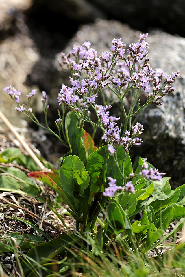 Limonium_vulgare_3679.jpg