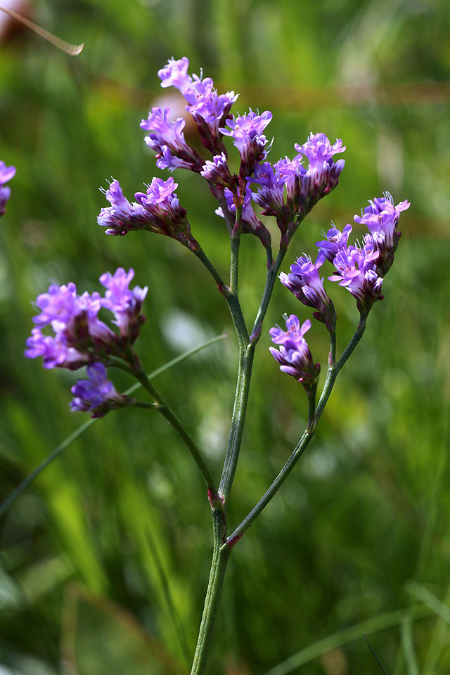 Limonium_vulgare_3397.jpg