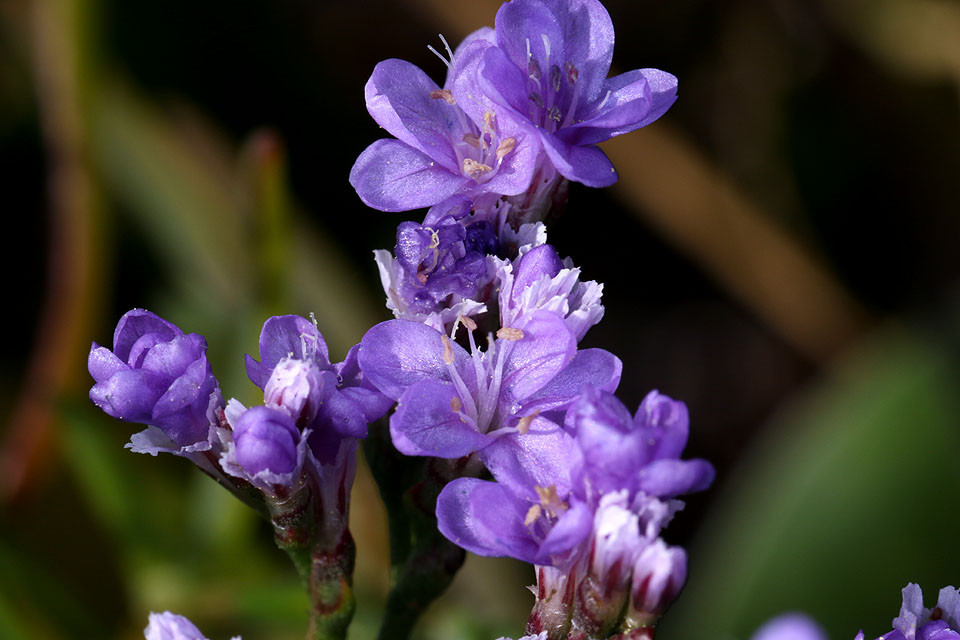 Limonium_vulgare_3405.jpg