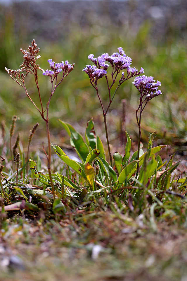 Limonium_vulgare_3690.jpg