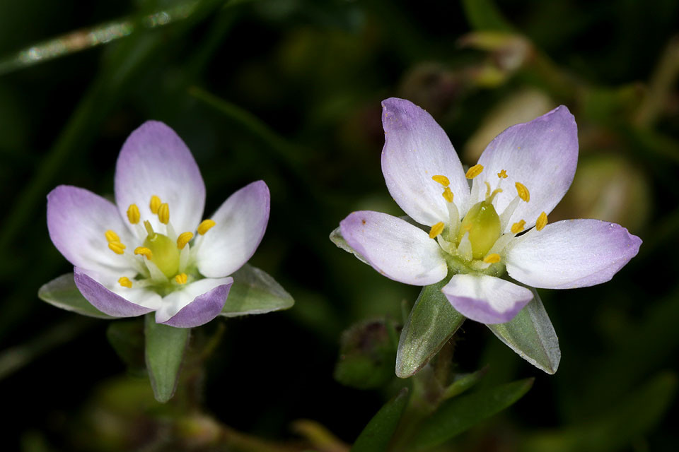 Spergularia_media_Fluegelsamige_Schuppenmiere_3410.jpg