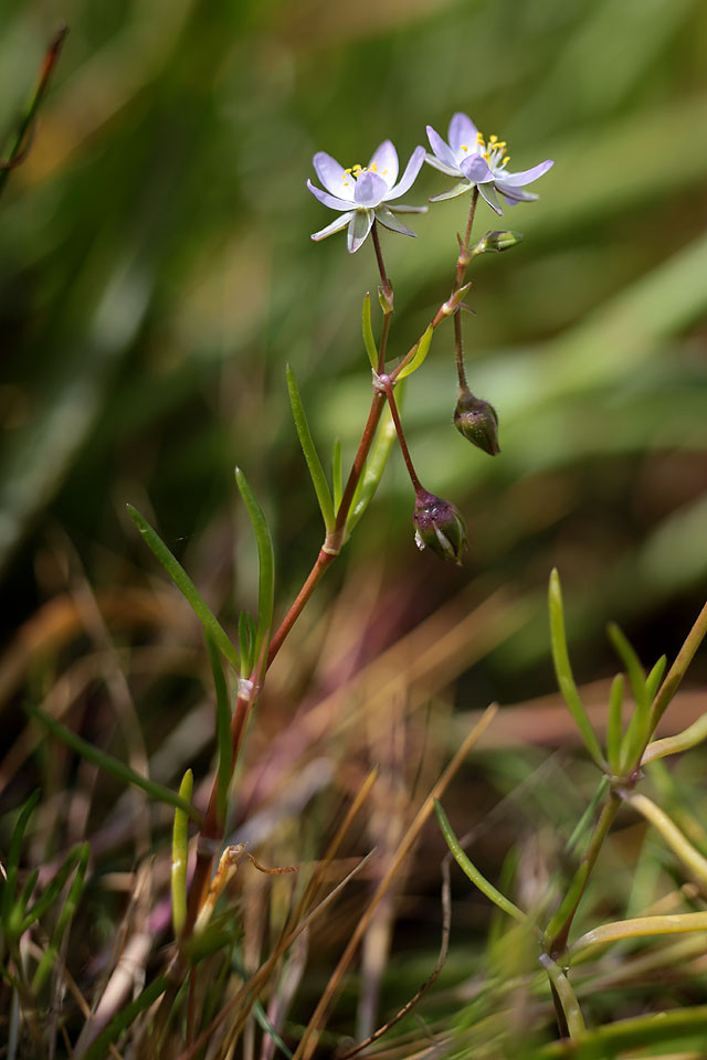 Spergularia_media_Fluegelsamige_Schuppenmiere_3672.jpg