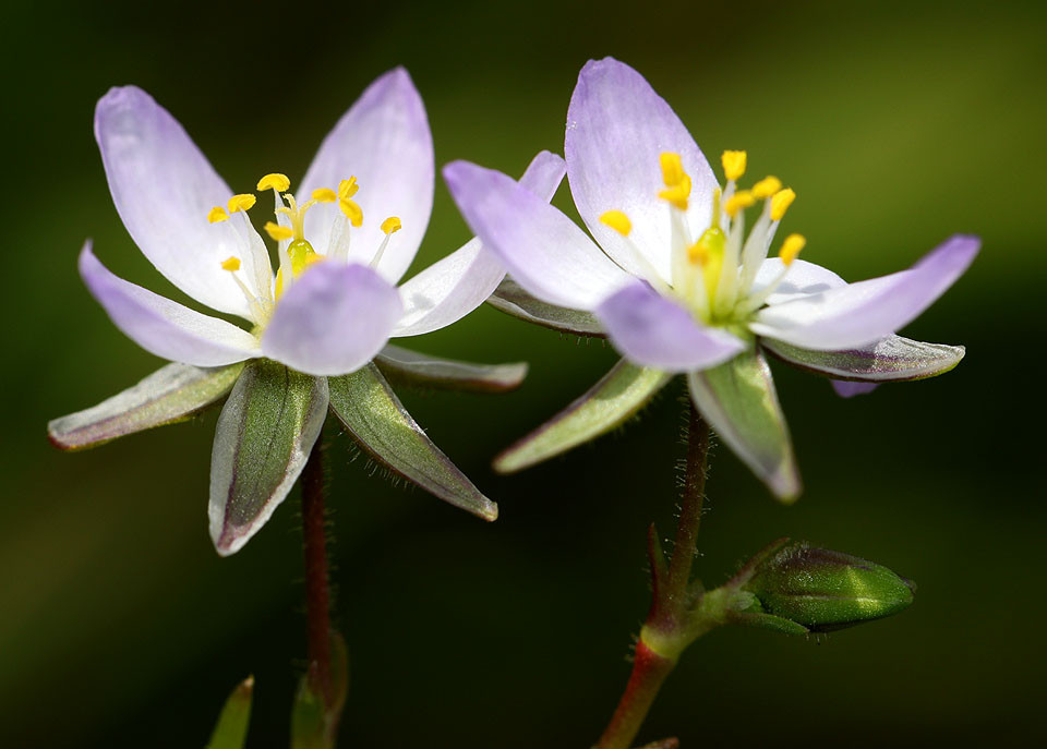 Spergularia_media_Fluegelsamige_Schuppenmiere_9119.jpg