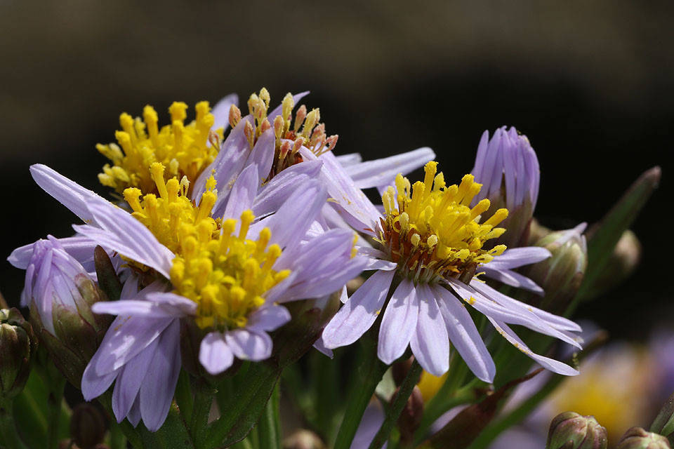 Aster_tripolium_Strand_Aster_3424.jpg