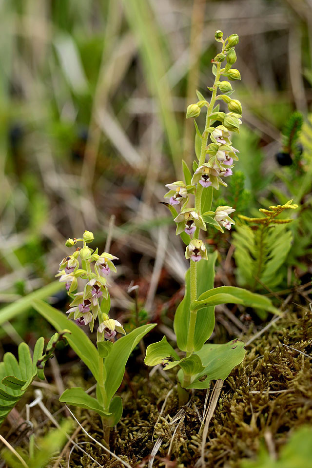 Epipactis_neerlandica_3840.jpg