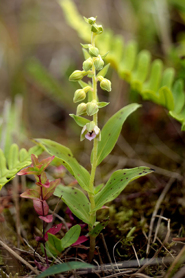 Epipactis_neerlandica_3842.jpg