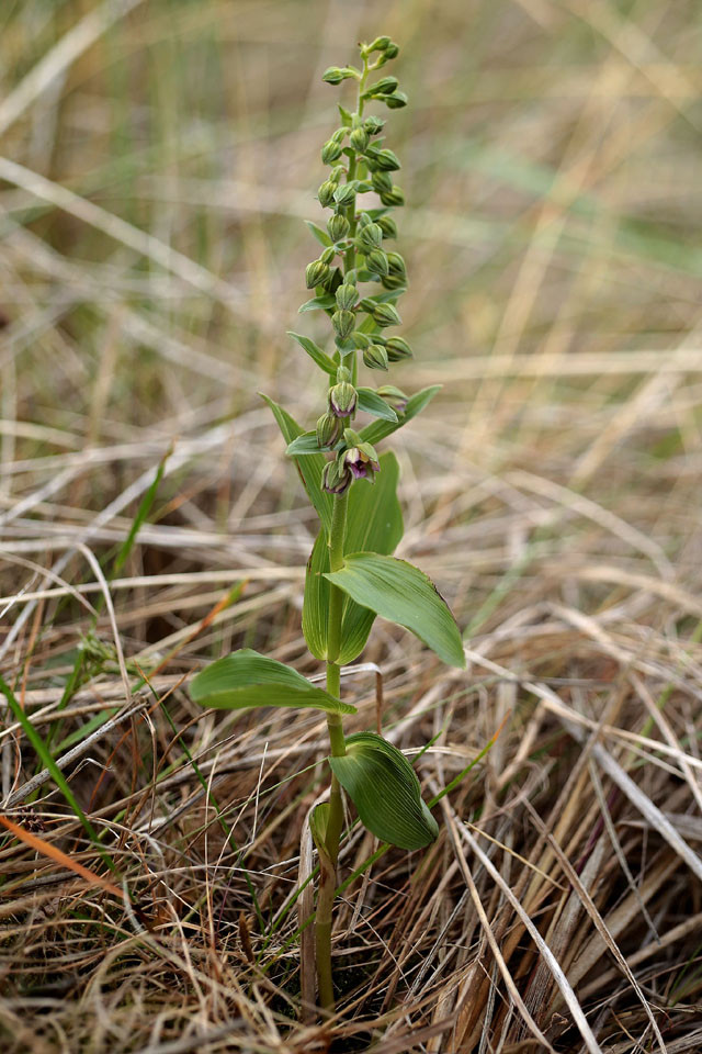 Epipactis_renzii_3859_1.jpg